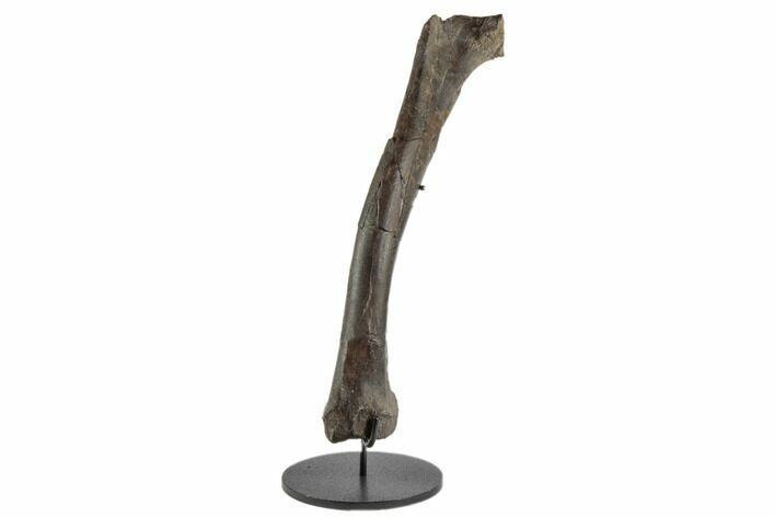Fossil Ornithomimid (Struthiomimus?) Femur on Stand - Montana #196696